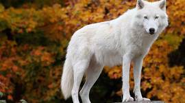 Timeline: 1°2_Focco