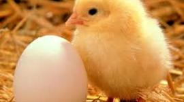 Timeline: Aparición del pollo