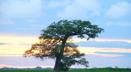 Timeline: Responsabilidad Social Empresarial en Guatemala por Nury Paxtor