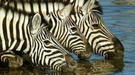 Timeline: Desarrollo del concepto "Desarrollo sustentable"