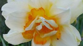 Timeline: Breanna's Bloom Photography