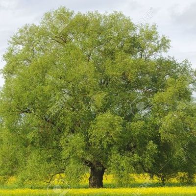 Timeline: REPRODUCCIÓN DE SAUCE A PARTIR DE ESTACAS