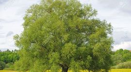 Timeline: REPRODUCCIÓN DE SAUCE A PARTIR DE ESTACAS