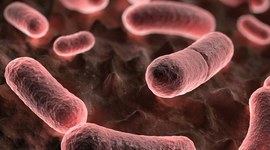 Timeline: The Plague