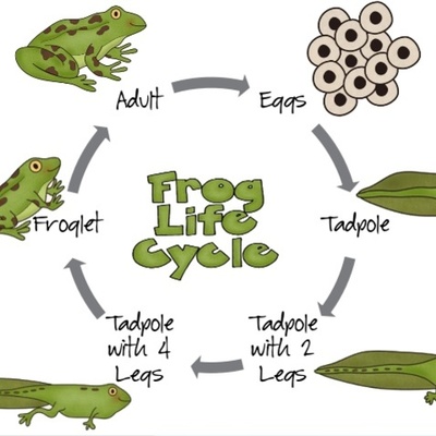 Timeline: Lifecycle of a Frog
