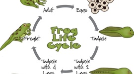 Timeline: Lifecycle of a Frog