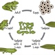 Frog life cycle power point 6 638