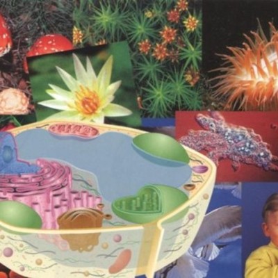 Timeline: Desarrollo histórico de la Biología