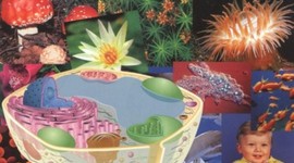 Timeline: Desarrollo histórico de la Biología