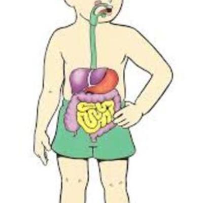 Timeline: sistema digestivo humano