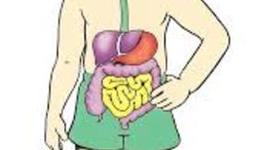 Timeline: sistema digestivo humano