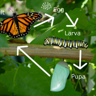 Timeline: Example Life Cycle of a Butterfly