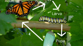 Timeline: Example Life Cycle of a Butterfly