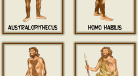 Timeline: EVOLUCIÓN DEL HOMBRE
