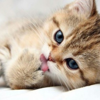 Timeline: historia angie