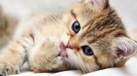 Timeline: historia angie