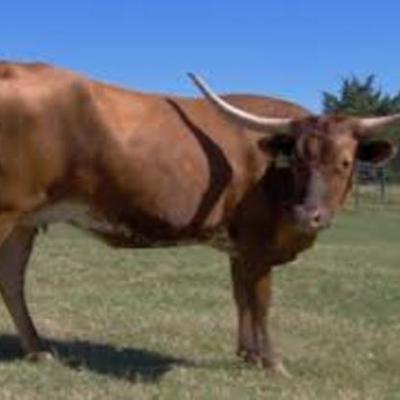 Timeline: Gracie's Texas History