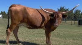 Timeline: Gracie's Texas History