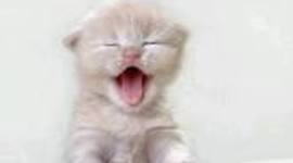 Timeline: tipos de música