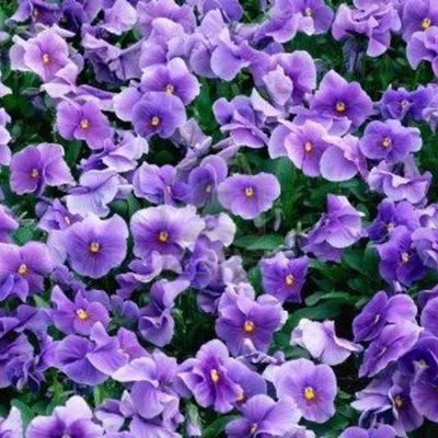 Timeline: Dogmatica Jurídica. Escuelas de Derecho