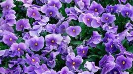 Timeline: Dogmatica Jurídica. Escuelas de Derecho