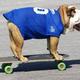 Dog on skateboard