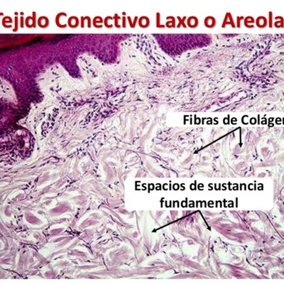 Timeline: tejido conectivo laxo
