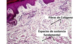 Timeline: tejido conectivo laxo