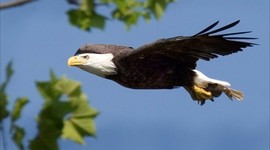 Timeline: activity organization and hierarchy