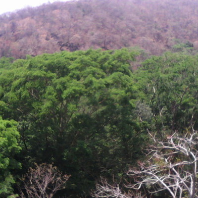 Timeline: Linea de tiempo sobre la historia de la genética