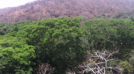 Timeline: Linea de tiempo sobre la historia de la genética