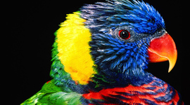 Timeline: Marcos da Fotografia Colorida