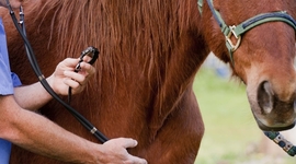 Timeline: Historia de la Medicina Veterinaria