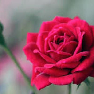 Timeline: online Quran Acadmey