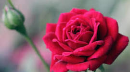 Timeline: online Quran Acadmey