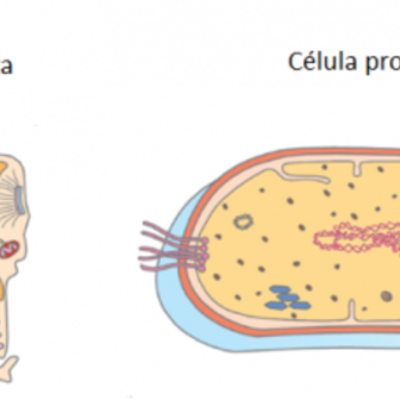 Timeline: LA EVOLUCIÓN DE LA TIERRA (procariotas y eucariotas)