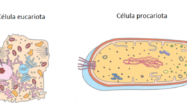 Timeline: LA EVOLUCIÓN DE LA TIERRA (procariotas y eucariotas)