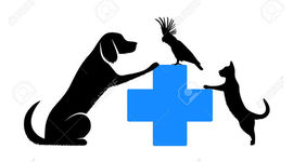 Timeline: Historia de la Medicina Veterinaria