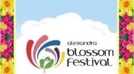 Timeline: Blossom Festival Alexandra