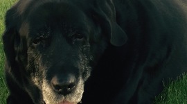 Timeline: History of Domino