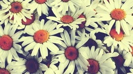 Timeline: daisy sevilla's timeline