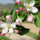 Apple flower