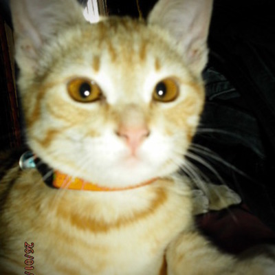 Timeline: Evolución de los sistemas operativos(windows)