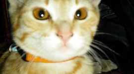 Timeline: Evolución de los sistemas operativos(windows)