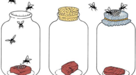 Timeline: Spontaneous Generation Timeline