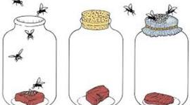 Timeline: Spontaneous Generation Timeline