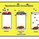 Spontaneous generation