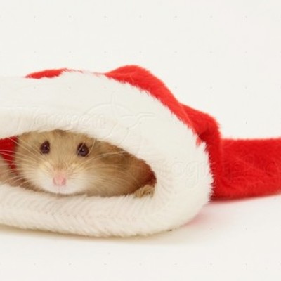 Timeline: The Evolution of Computer/Technology