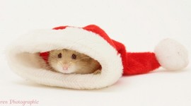 Timeline: The Evolution of Computer/Technology