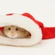 17136 hamster poking its nose out of a santa hat white background